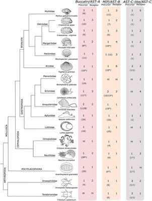 Evolution and Potential Function in <mark class="highlighted">Molluscs</mark> of Neuropeptide and Receptor Homologues of the Insect Allatostatins